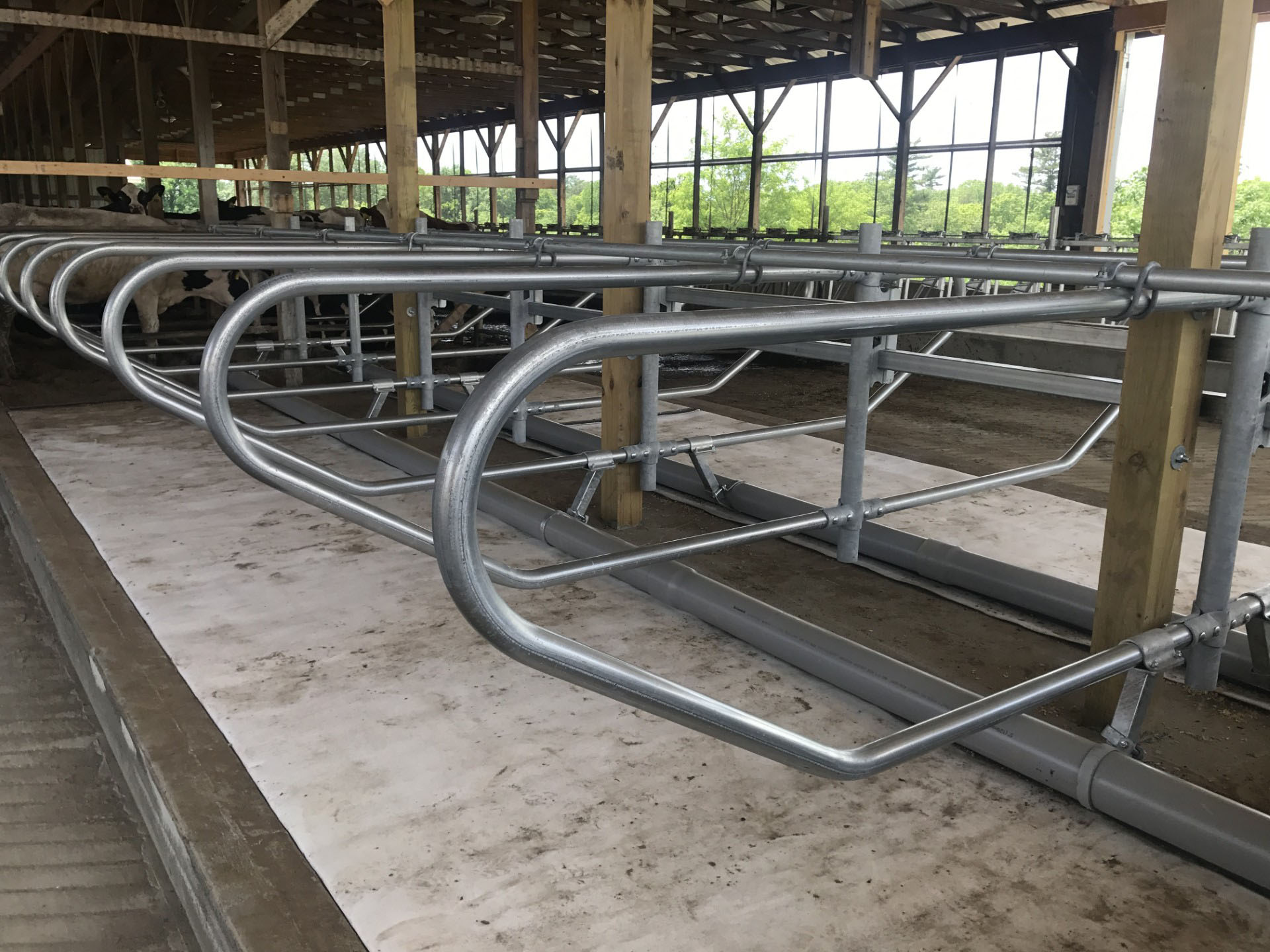 Stall Mounted Adjustable Brisket Locator